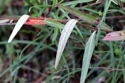 Ludwigia maritima, photographed by Lauren McLaurin