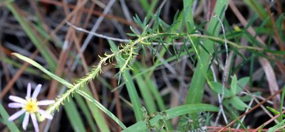 Ionactis repens, photographed by Lauren McLaurin