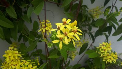 Tristellateia australasiae, photographed by Ong Jyh Seng