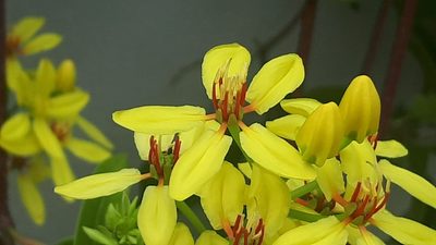 Tristellateia australasiae, photographed by Ong Jyh Seng