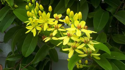 Tristellateia australasiae, photographed by Ong Jyh Seng