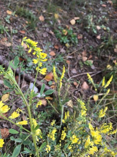 Melilotus suaveolens, photographed by dschigel