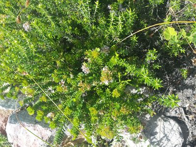 Agathosma ciliaris, photographed by Chris Vynbos