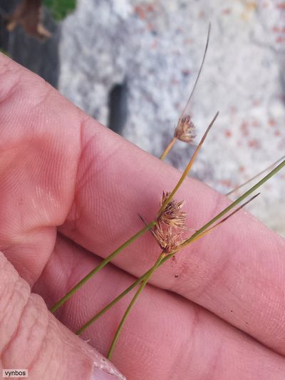 Ficinia filiformis, photographed by Chris Vynbos