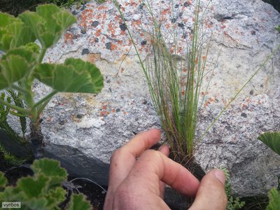 Ficinia filiformis, photographed by Chris Vynbos