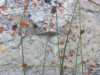 Ficinia filiformis, photographed by Chris Vynbos