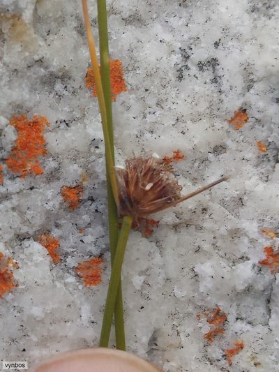 Ficinia filiformis, photographed by Chris Vynbos