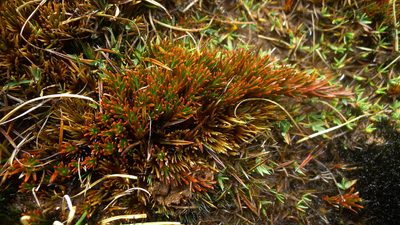 Dracophyllum politum, photographed by Sarah Richardson