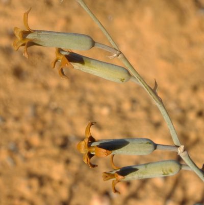Dipcadi crispum, photographed by Kevin Murray