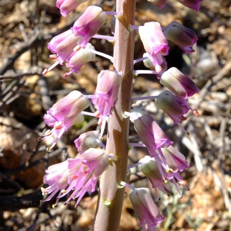 Lachenalia glauca, photographed by Kevin Murray