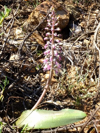 Lachenalia glauca, photographed by Kevin Murray