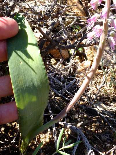 Lachenalia glauca, photographed by Kevin Murray
