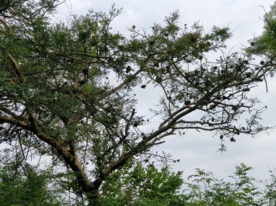 Vachellia leucophloea, photographed by Suhel Quader