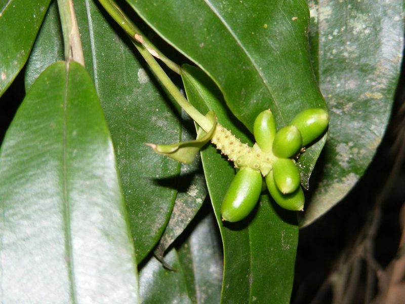 Pothos brassii, photographed by coenobita