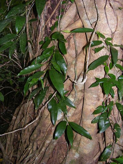 Pothos brassii, photographed by coenobita