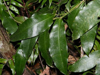 Pothos brassii, photographed by coenobita