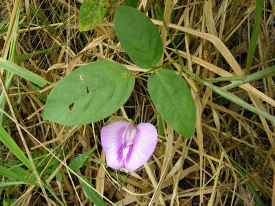 Centrosema molle, photographed by coenobita