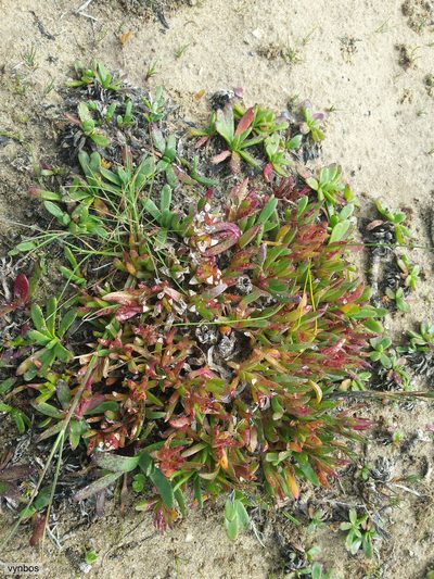 Erepsia dunensis, photographed by Chris Vynbos
