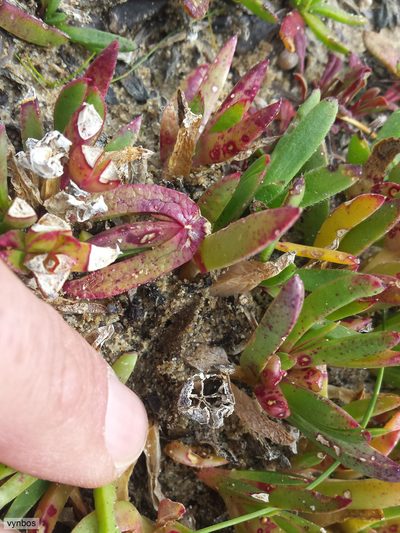 Erepsia dunensis, photographed by Chris Vynbos