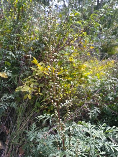 Artemisia messerschmidtiana, photographed by Natalya Ivanova