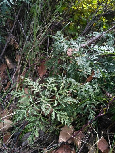 Artemisia messerschmidtiana, photographed by Natalya Ivanova