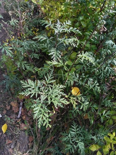 Artemisia messerschmidtiana, photographed by Natalya Ivanova