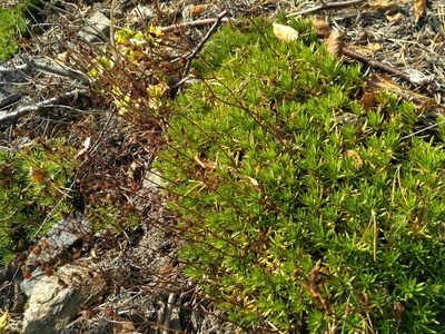 Saxifraga mucronulata, photographed by Natalya Ivanova