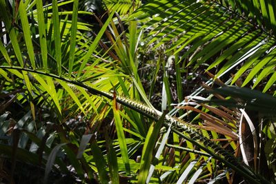 Calamus moti, photographed by coenobita