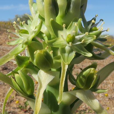 Ethesia xanthochlora, photographed by Kevin Murray