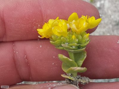 Sebaea ambigua, photographed by Chris Vynbos