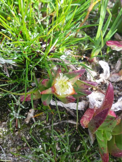 Erepsia dunensis, photographed by Chris Vynbos