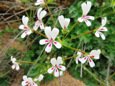 Pelargonium pulchellum, photographed by linkie