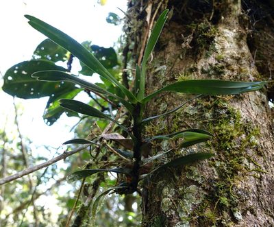 Angraecum viguieri, photographed by Romer N. Rabarijaona