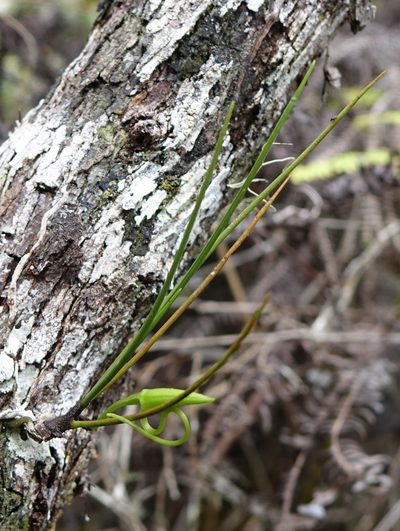 Angraecum linearifolium, photographed by Romer N. Rabarijaona