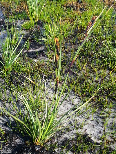 Cyathocoma hexandra, photographed by Chris Vynbos