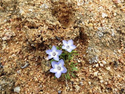 Wahlenbergia acaulis, photographed by linkie