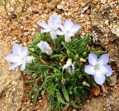 Wahlenbergia acaulis, photographed by linkie