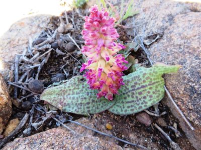 Lachenalia carnosa, photographed by linkie