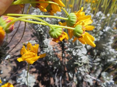 Euryops dregeanus, photographed by linkie