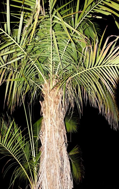 Vonitra fibrosa, photographed by Romer N. Rabarijaona