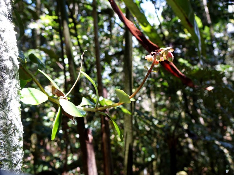 Kalanchoe porphyrocalyx, photographed by Romer N. Rabarijaona