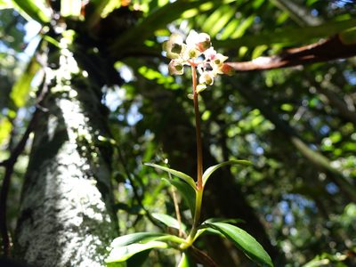 Kalanchoe porphyrocalyx, photographed by Romer N. Rabarijaona