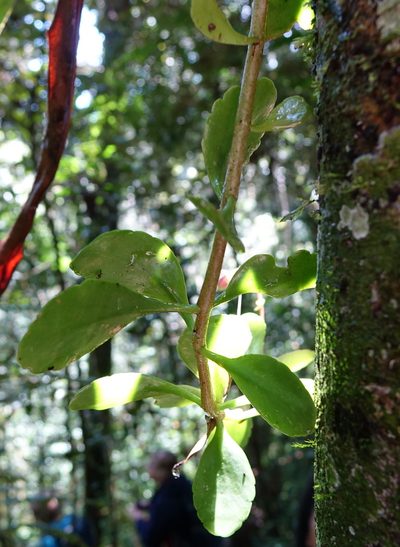 Kalanchoe porphyrocalyx, photographed by Romer N. Rabarijaona