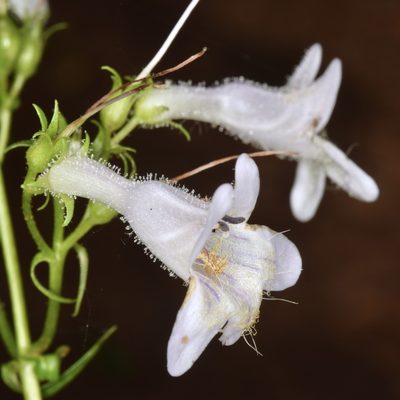 Penstemon laevigatus, photographed by skitterbug