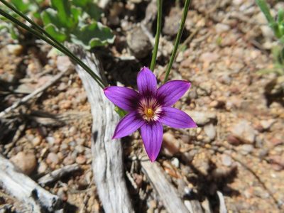 Romulea kamisensis, photographed by linkie