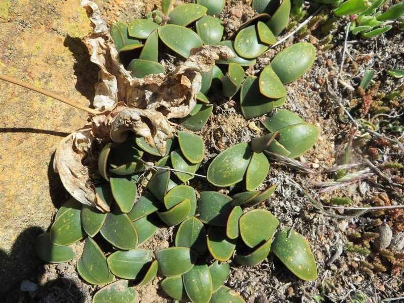 Austronea pulchromarginata, photographed by linkie