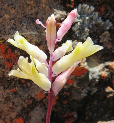 Lachenalia trichophylla, photographed by linkie