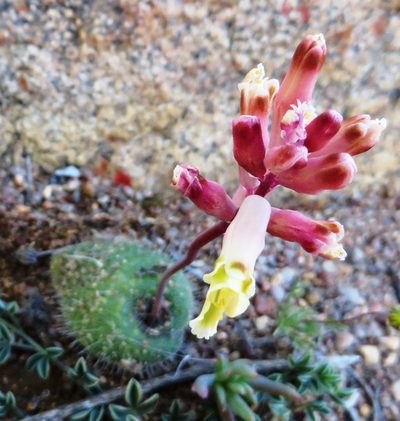 Lachenalia trichophylla, photographed by linkie