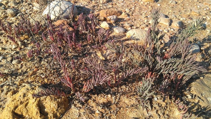 Suaeda spicata, photographed by Josep Gesti