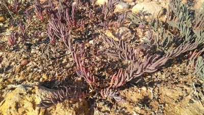 Suaeda spicata, photographed by Josep Gesti